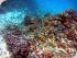 Reef Daytripper - 