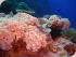 Reef Daytripper - 