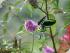 Billy Tea Bush Safaris -