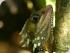 Billy Tea Bush Safaris -