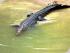 Billy Tea Bush Safaris -