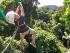 Jungle Canopy Surfing -