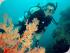 Passions Of Paradise -