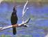 Jabiru Safari Lodge - 