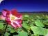 Jabiru Safari Lodge - 