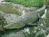 2 Day Package - Option 9 - Estuarine Crocodile