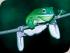 Overnight Cape Trib Safari - 