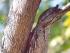 Fine Feather Tours -