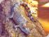 Fine Feather Tours -