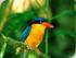 Fine Feather Tours -