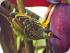 Fine Feather Tours -
