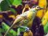 Fine Feather Tours -