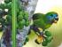 Fine Feather Tours -