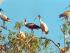 Fine Feather Tours -