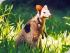 Fine Feather Tours -
