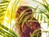 Fine Feather Tours -