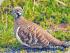 Fine Feather Tours -