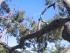 Cooktown Wanderer - 