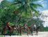 Cape Trib Horse Rides -