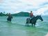 Cape Trib Horse Rides -