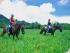 Cape Trib Horse Rides -