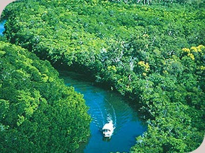 Mangrove Croc Cruise - 