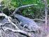 Mangrove Croc Cruise -