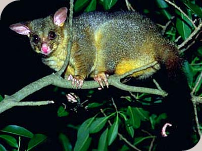 Nocturnal Wildlife Tours - BRUSHTAIL POSSUM