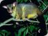Nocturnal Wildlife Tours - BRUSHTAIL POSSUM