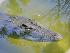River Rat Eco Cruise - 