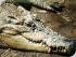 River Rat Eco Cruise - 