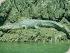 River Rat Eco Cruise - 