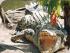 River Rat Eco Cruise - 