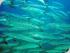 Quick Cat Cruises -