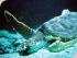 Double Island Kayaking -