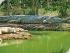 Crocodile Explorer -