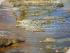 Crocodile Explorer -