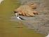 Crocodile Explorer -