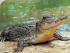 Crocodile Adventure -