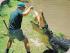 Crocodile Adventure -