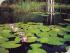 Crocodile Adventure -