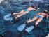 Reef Encounter -