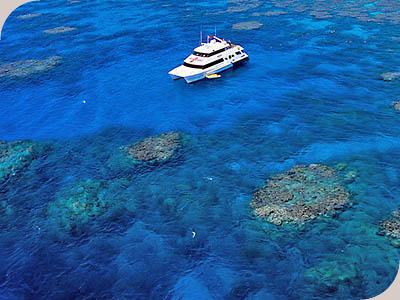Reef Quest - 