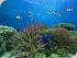 Reef Quest -