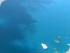 Down Under Heli -