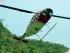 Down Under Heli -
