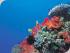 Sunlover Reef Cruises -