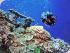 Tusa T6 - Reef Diving