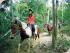 Rainforest Horse Riding -