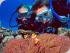 Budget Learn to Dive - View Marine life up close!